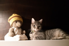 Salem and bear